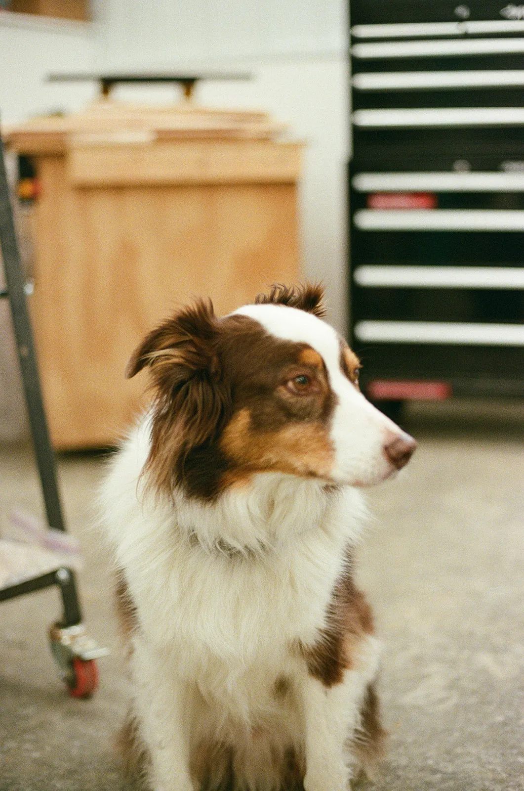 Australian Shepherd sitting in the workshop